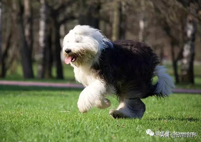 古代牧羊犬图片