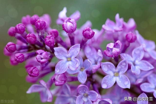 丁香花是什么颜色的月季花是什么颜色的