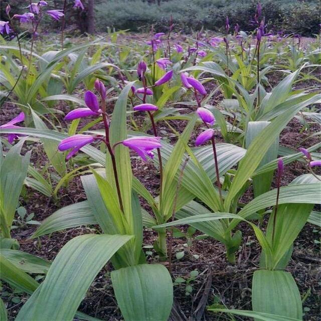 白芨种子种植技术