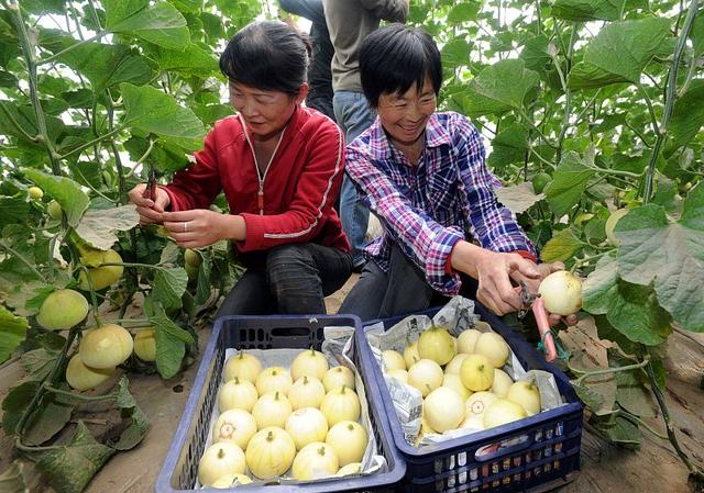 香瓜种植技术与管理方法