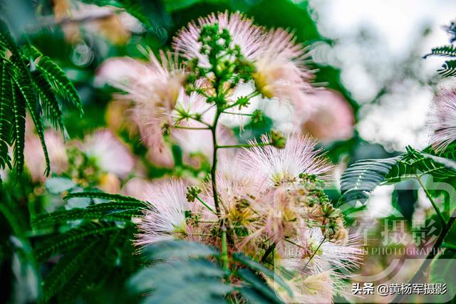 合欢树花的药用价值