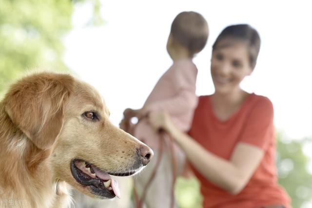 金毛犬怎么养吃什么