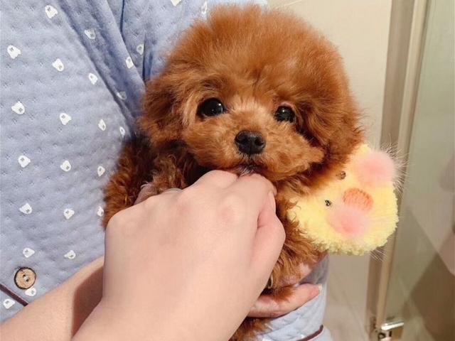 茶杯犬好养吗?优缺点有哪些