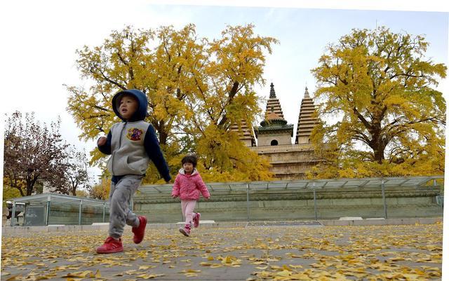 银杏树产地在哪些地方