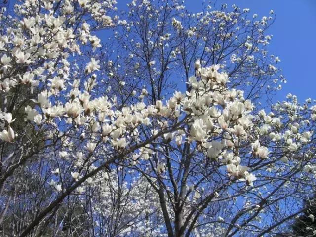 白兰花和白玉兰是一种花吗