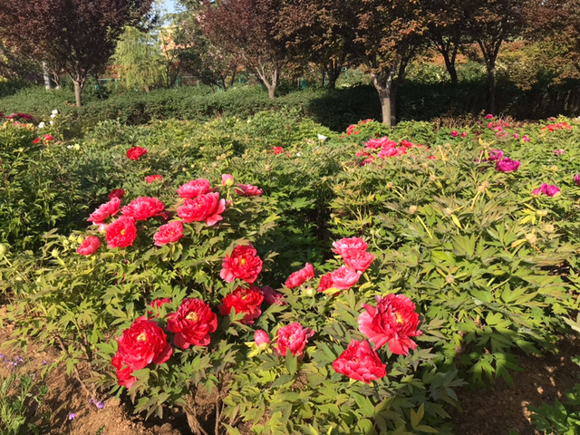 洛阳的市花是什么花啊