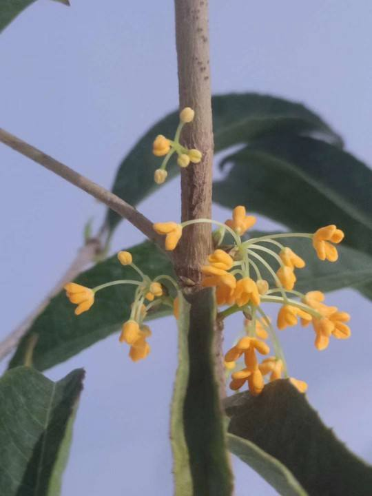 石榴花几月开花