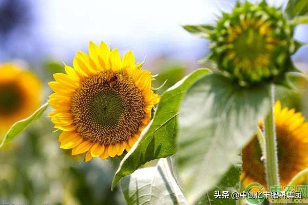 向日葵在几点开花(向日葵在几点开花时间仿写)