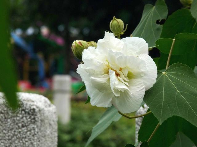 芙蓉花什么时候开花