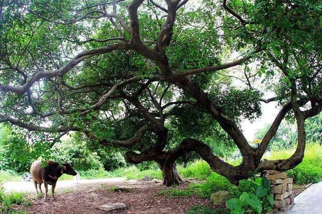 活化石植物是什么意思