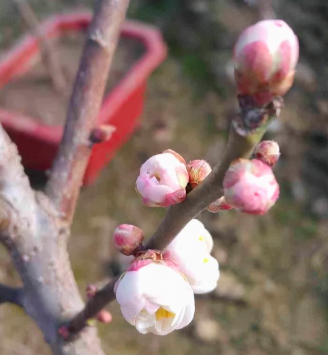 花中君子是什么花?