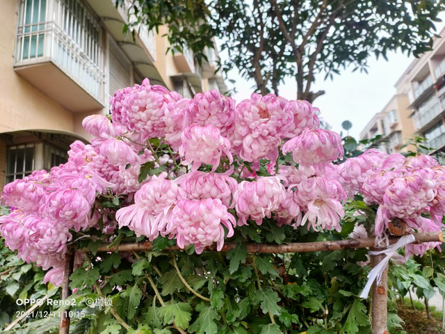 花中君子是什么花?