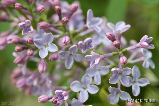 丁香花是什么颜色的月季花是什么颜色的