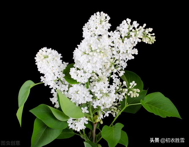 丁香花是什么颜色的月季花是什么颜色的