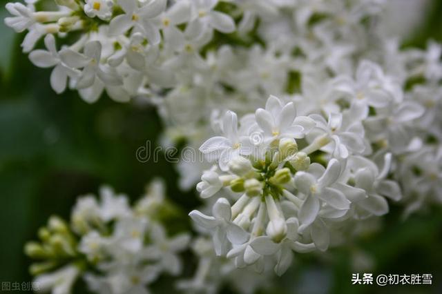 丁香花是什么颜色的月季花是什么颜色的