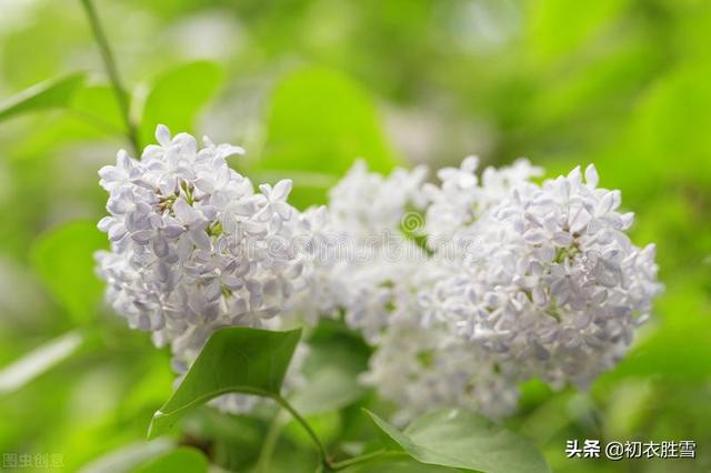 丁香花是什么颜色的月季花是什么颜色的