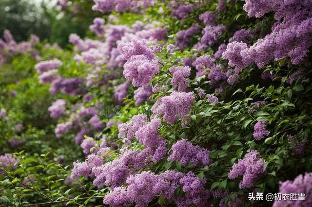 丁香花是什么颜色的月季花是什么颜色的