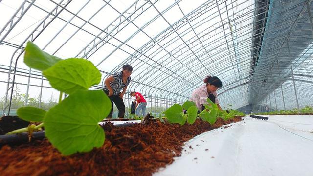 香瓜种植技术与管理方法