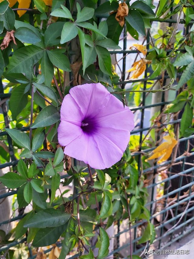 广州市花是什么花,象征什么