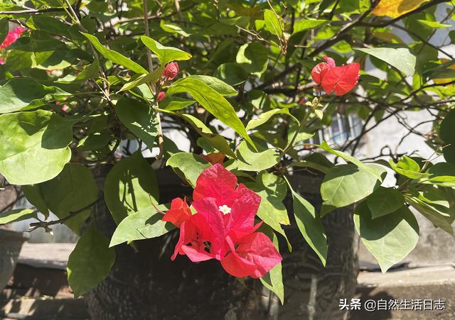 广州市花是什么花,象征什么