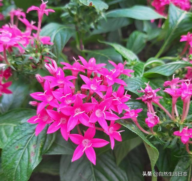 广州市花是什么花,象征什么