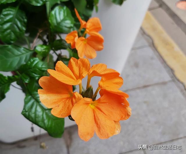 广州市花是什么花,象征什么