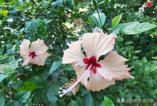 广州市花是什么花,象征什么