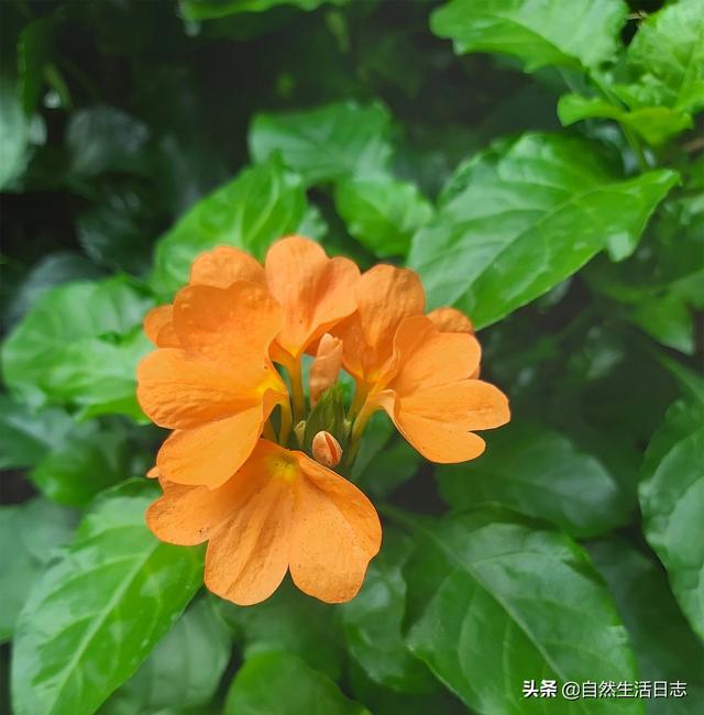 广州市花是什么花,象征什么