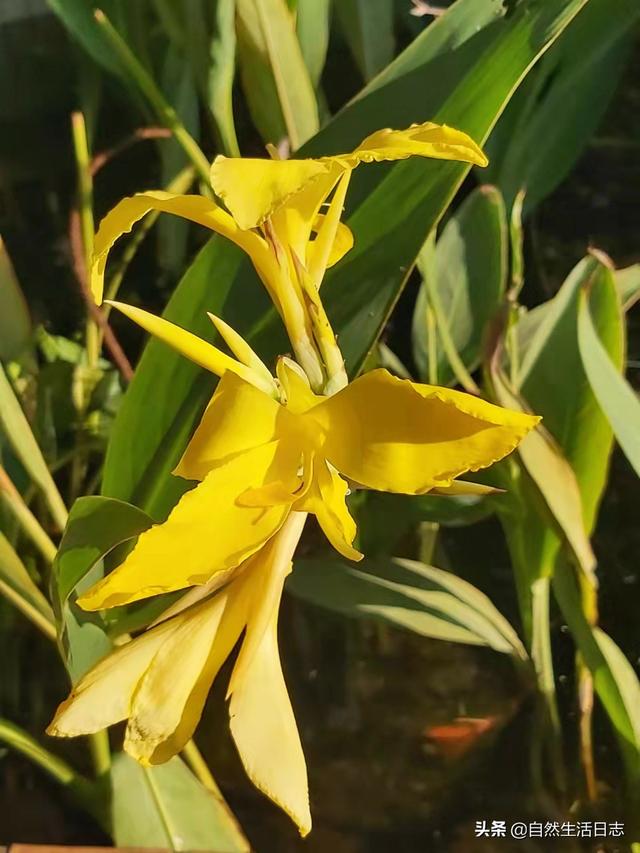 广州市花是什么花,象征什么