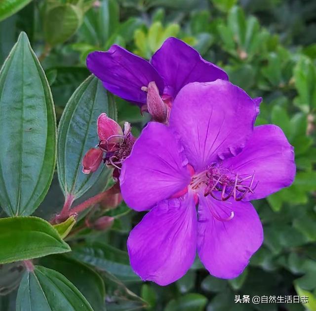 广州市花是什么花,象征什么