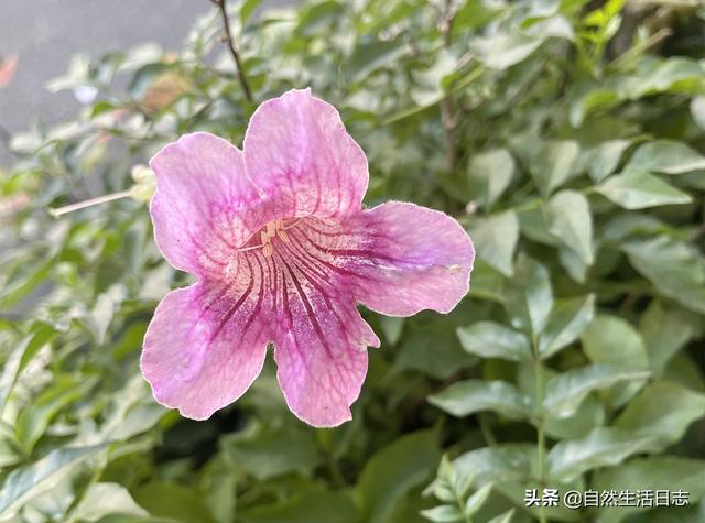 广州市花是什么花,象征什么