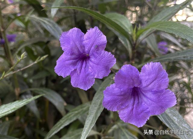 广州市花是什么花,象征什么