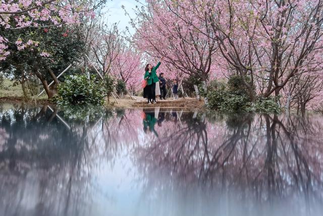 樱花图片大全高清图片