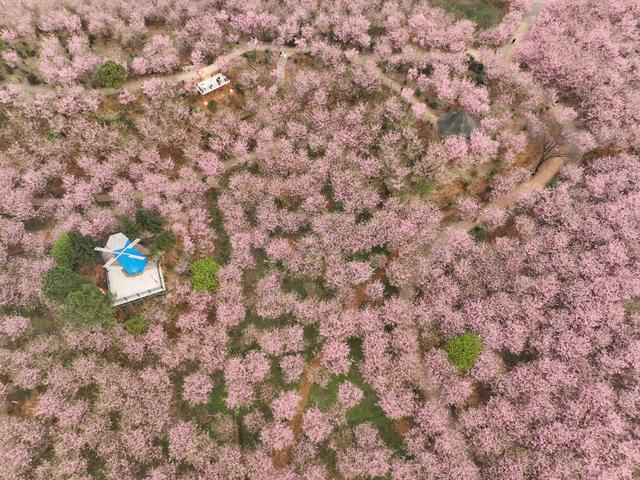 樱花图片大全高清图片