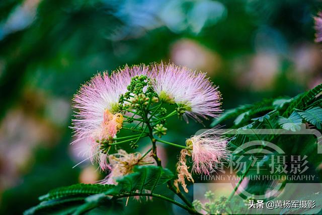 合欢树花的药用价值