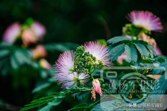 合欢树花的药用价值