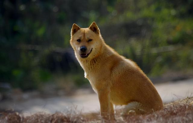 斑点狗价格(斑点狗价格多少钱一只)