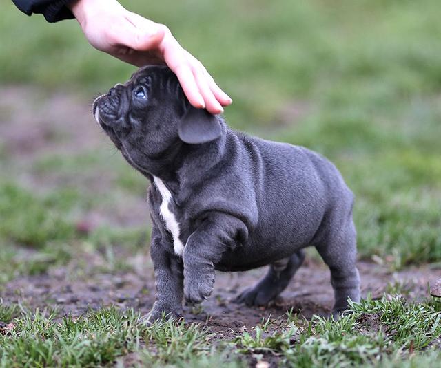 斗牛犬性格温顺吗