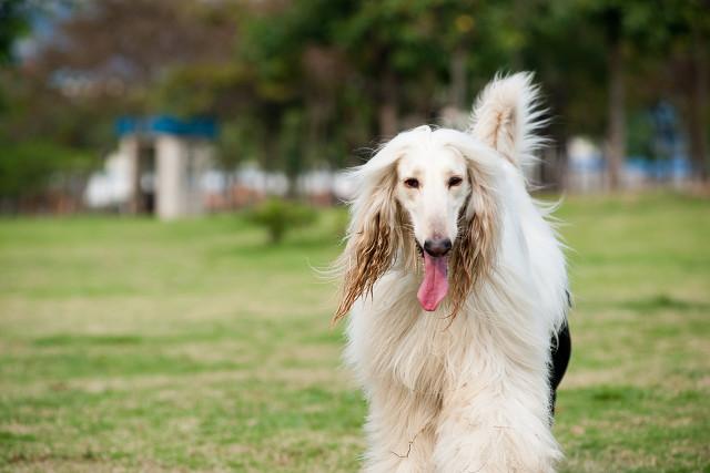 纯种杜高犬价格