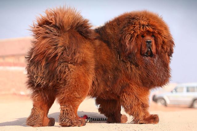 纯种杜高犬价格