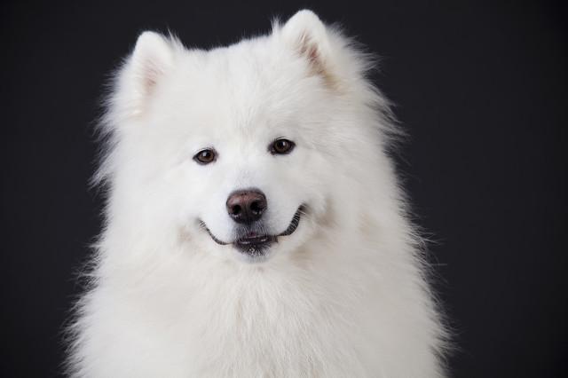 纯种杜高犬价格