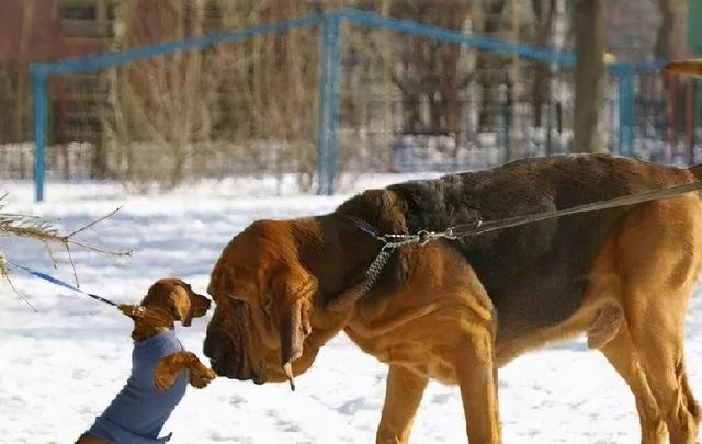 英国猎狐犬和比格犬的区别