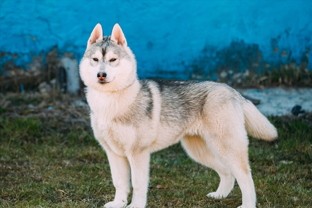 纯种哈士奇多少钱一只幼犬