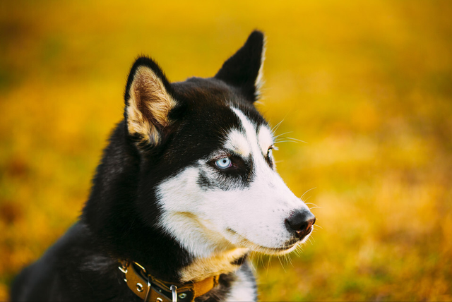 纯种哈士奇多少钱一只幼犬