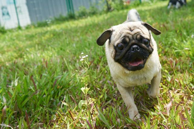 巴哥犬性格特点详细介绍