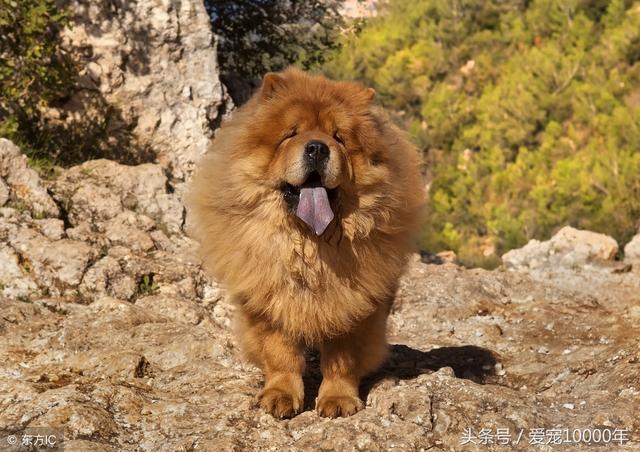 松狮犬图片 纯种