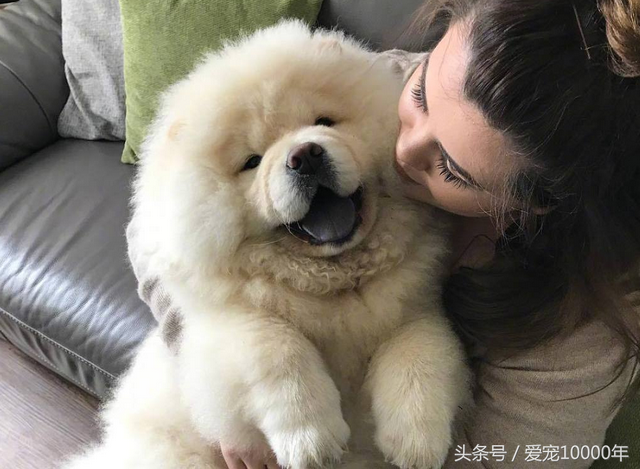 松狮犬图片 纯种