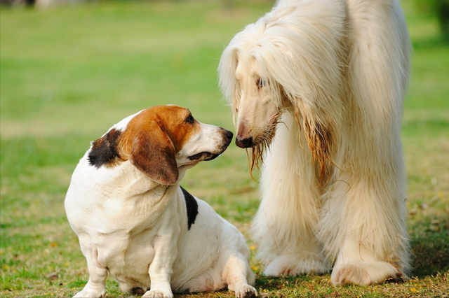 阿富汗猎犬图片大全