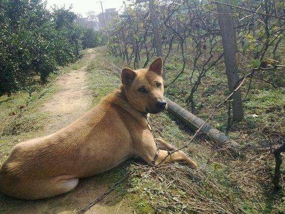 中国牧羊犬图片