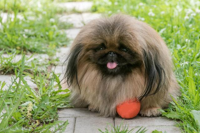 博美犬的寿命是多少年